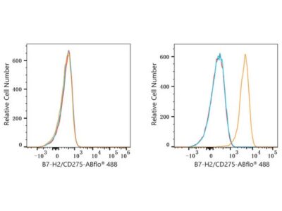 ABflo® 488 Rabbit anti-Human B7-H2/CD275 mAb (A23103)