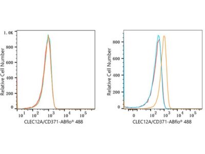 ABflo® 488 Rabbit anti-Human CLEC12A/CD371 mAb (A23105)