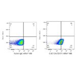 A23105: ABflo® 488 Rabbit anti-Human CLEC12A/CD371 mAb