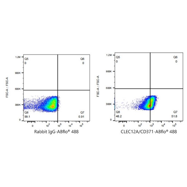 A23105: ABflo® 488 Rabbit anti-Human CLEC12A/CD371 mAb