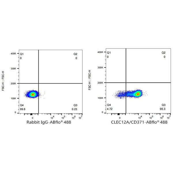 Abclonal ABflo® 488 Rabbit anti-Human CLEC12A/CD371 mAb (Catalog Number: A23105)