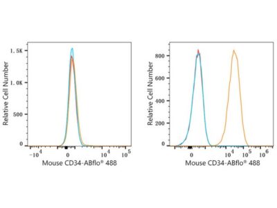 ABflo® 488 Rabbit anti-Mouse CD34 mAb (A23107)