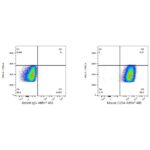 A23107: ABflo® 488 Rabbit anti-Mouse CD34 mAb