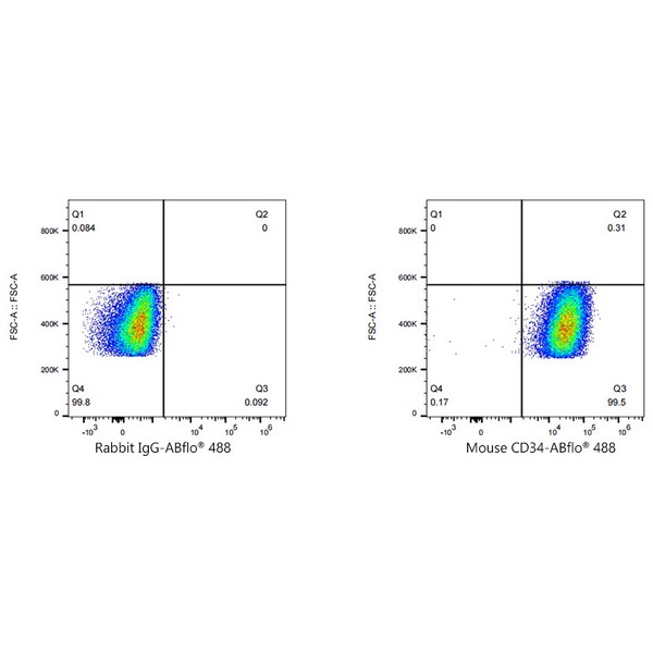 A23107: ABflo® 488 Rabbit anti-Mouse CD34 mAb
