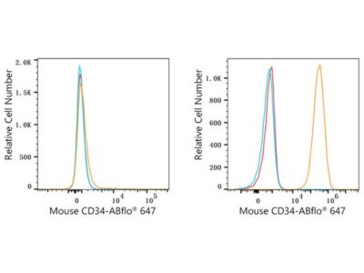 ABflo® 647 Rabbit anti-Mouse CD34 mAb (A23108)