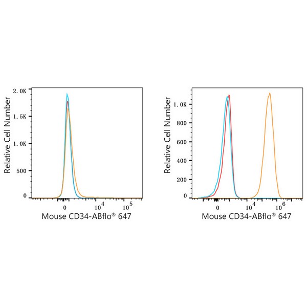 ABflo® 647 Rabbit anti-Mouse CD34 mAb (A23108) ABflo® 647 Rabbit anti-Mouse CD34 mAb (A23108)