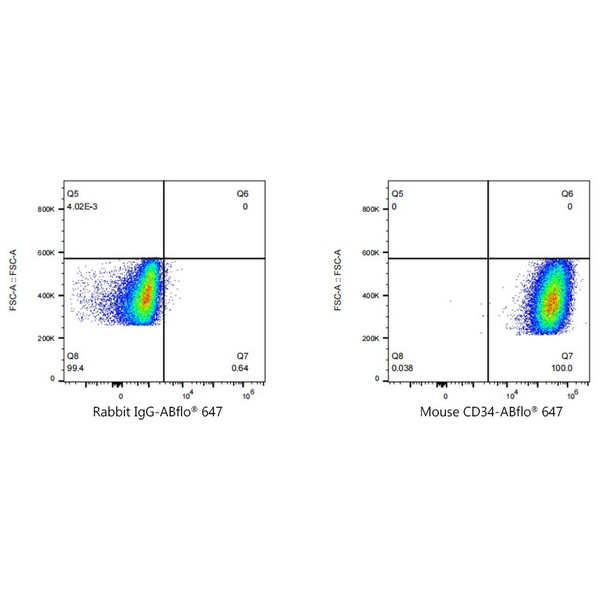 A23108: ABflo® 647 Rabbit anti-Mouse CD34 mAb