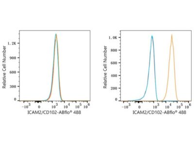 ABflo® 488 Rabbit anti-Human ICAM2/CD102 mAb (A23109)