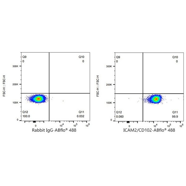 Abclonal ABflo® 488 Rabbit anti-Human ICAM2/CD102 mAb (Catalog Number: A23109)