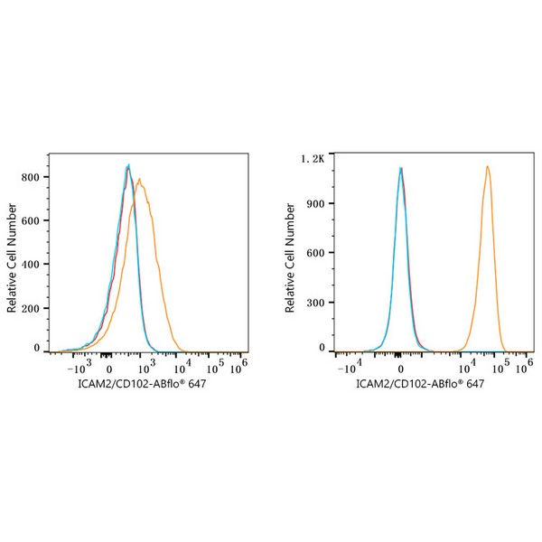 ABflo® 647 Rabbit anti-Human ICAM2/CD102 mAb (A23111) ABflo® 647 Rabbit anti-Human ICAM2/CD102 mAb (A23111)