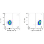 A23111: ABflo® 647 Rabbit anti-Human ICAM2/CD102 mAb