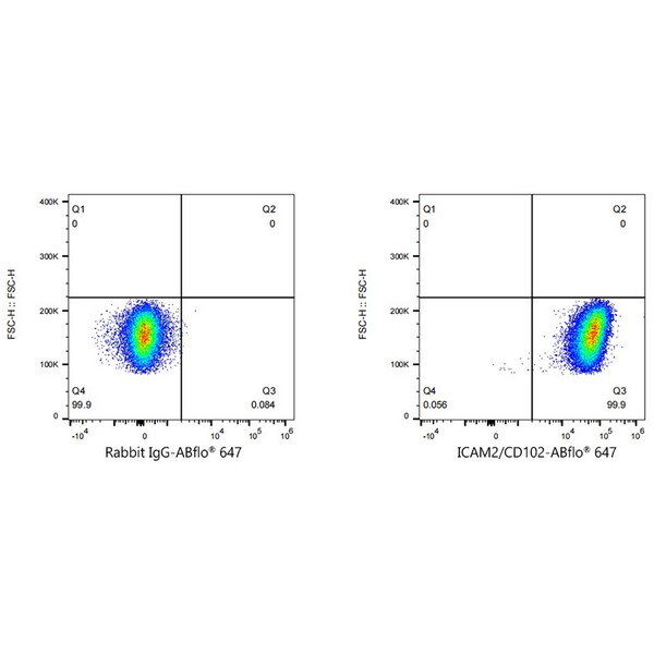 A23111: ABflo® 647 Rabbit anti-Human ICAM2/CD102 mAb