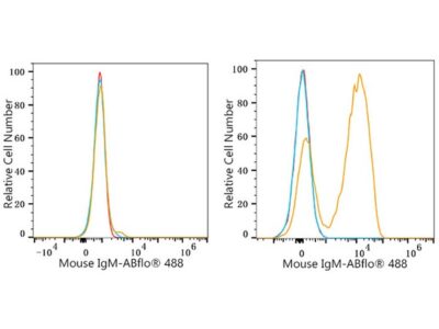 ABflo® 488 Rabbit anti-Mouse IgM mAb (A23114)