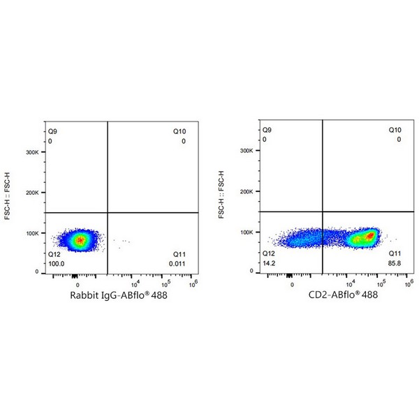 Abclonal ABflo® 488 Rabbit anti-Human CD2 mAb (Catalog Number: A23116)