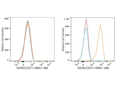 ABflo® 488 Rabbit anti-Human NGFR/CD271 mAb (A23118)