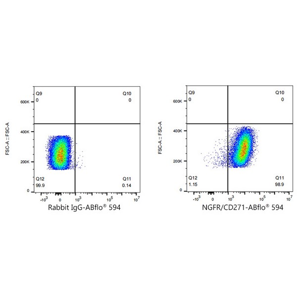 A23119: ABflo® 594 Rabbit anti-Human NGFR/CD271 mAb