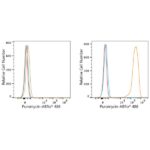 ABflo® 488 Rabbit anti-puromycin mAb (A23130)