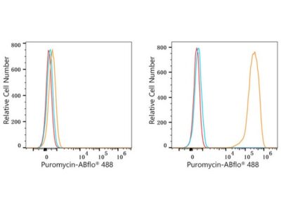 ABflo® 488 Rabbit anti-puromycin mAb (A23130)