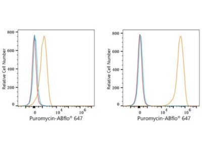 ABflo® 647 Rabbit anti-puromycin mAb (A23131)