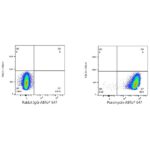 A23131: ABflo® 647 Rabbit anti-puromycin mAb