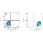 Abclonal ABflo® 647 Rabbit anti-puromycin mAb (Catalog Number: A23131)