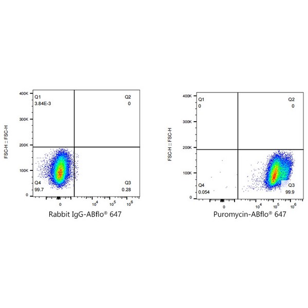 Abclonal ABflo® 647 Rabbit anti-puromycin mAb (Catalog Number: A23131)