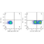 A23172: ABflo® 647 Rabbit anti-Cat CD27 mAb