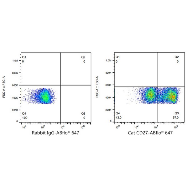 A23172: ABflo® 647 Rabbit anti-Cat CD27 mAb