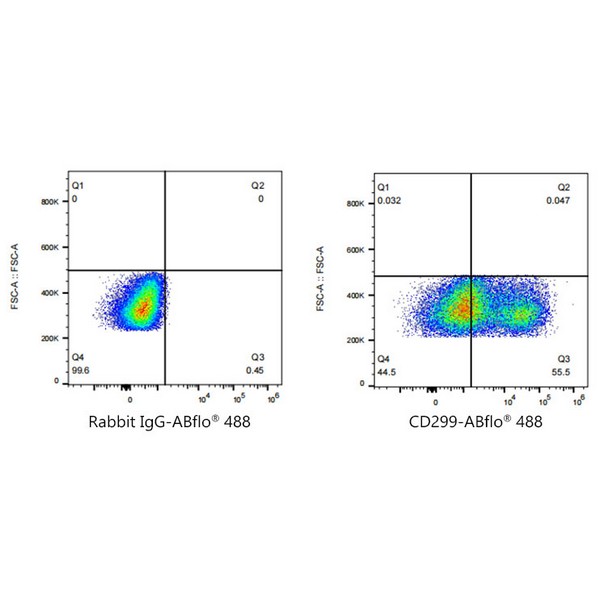 A23173: ABflo® 488 Rabbit anti-Human DC-SIGNR/CD299 mAb