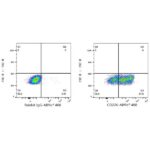 Abclonal ABflo® 488 Rabbit anti-Human DNAM-1/CD226 mAb (Catalog Number: A23175)