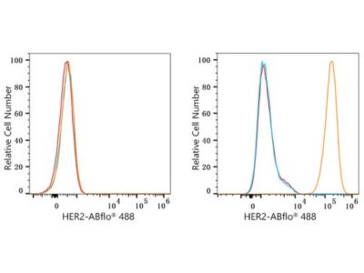 ABflo® 488 Rabbit anti-Human HER2/ErbB2 mAb (A23182)