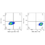 A23182: ABflo® 488 Rabbit anti-Human HER2/ErbB2 mAb