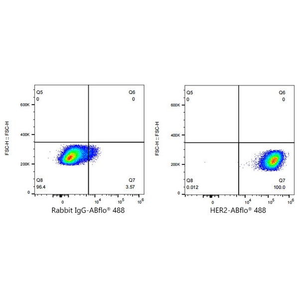 A23182: ABflo® 488 Rabbit anti-Human HER2/ErbB2 mAb