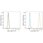 ABflo® 647 Rabbit anti-Human HER2/ErbB2 mAb (A23183)