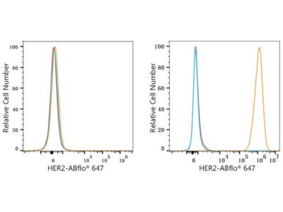 ABflo® 647 Rabbit anti-Human HER2/ErbB2 mAb (A23183)