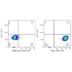 ABflo® 647 Rabbit anti-Human HER2/ErbB2 mAb (Catalog Number: A23183) Abclonal