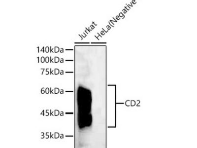 CD2 Rabbit mAb (A23199)