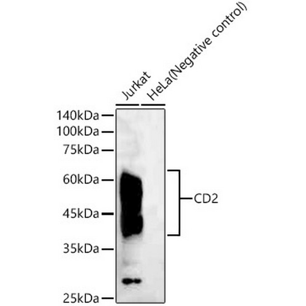 CD2 Rabbit mAb (A23199) CD2 Rabbit mAb (A23199)
