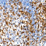 A23199: CD2 Rabbit mAb