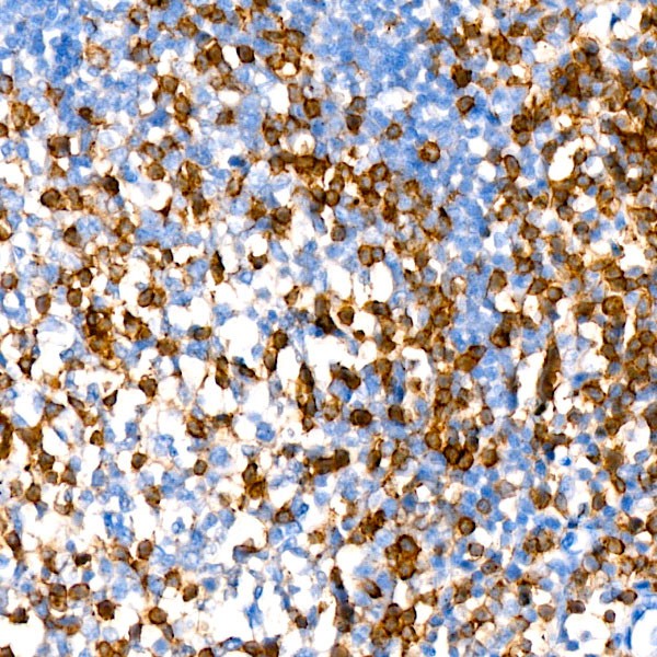 A23199: CD2 Rabbit mAb