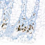 A23205: CD68 Rabbit mAb