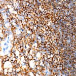 A23278: CD19 Rabbit mAb