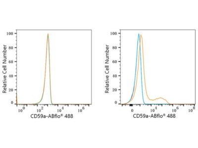 ABflo® 488 Rabbit anti-Mouse CD59a mAb (A23361)