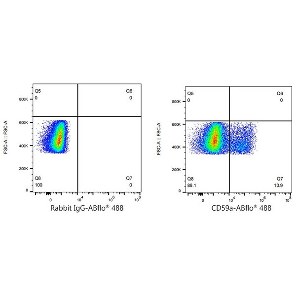 A23361: ABflo® 488 Rabbit anti-Mouse CD59a mAb