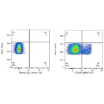 A23362: ABflo® 647 Rabbit anti-Mouse CD59a mAb