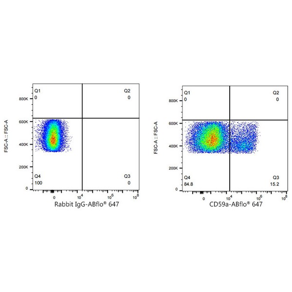 A23362: ABflo® 647 Rabbit anti-Mouse CD59a mAb