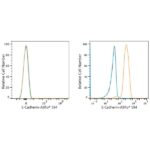 ABflo® 594 Rabbit anti-Human E-Cadherin/CD324 mAb (A23364)