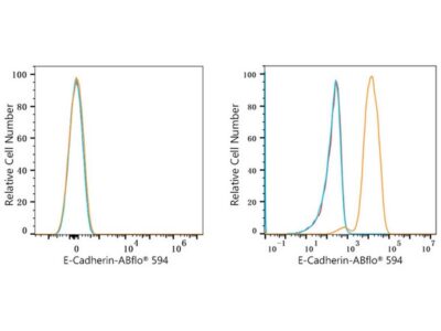 ABflo® 594 Rabbit anti-Human E-Cadherin/CD324 mAb (A23364)