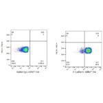 A23364: ABflo® 594 Rabbit anti-Human E-Cadherin/CD324 mAb