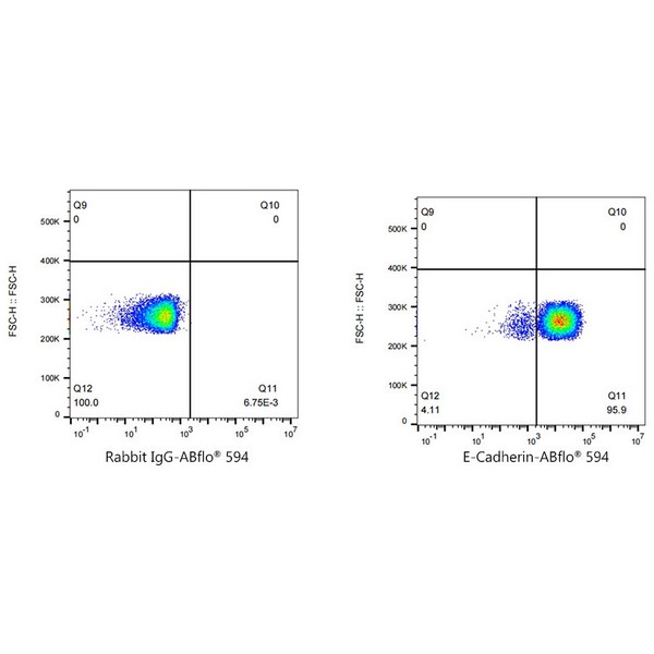 A23364: ABflo® 594 Rabbit anti-Human E-Cadherin/CD324 mAb